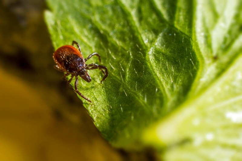 A tick on a leaf