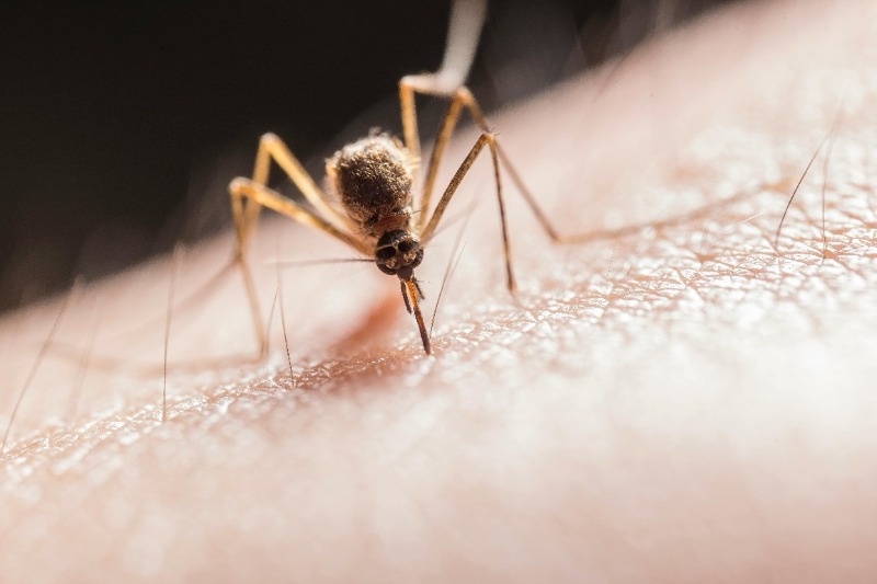 A closeup of a mosquito on someone's arm