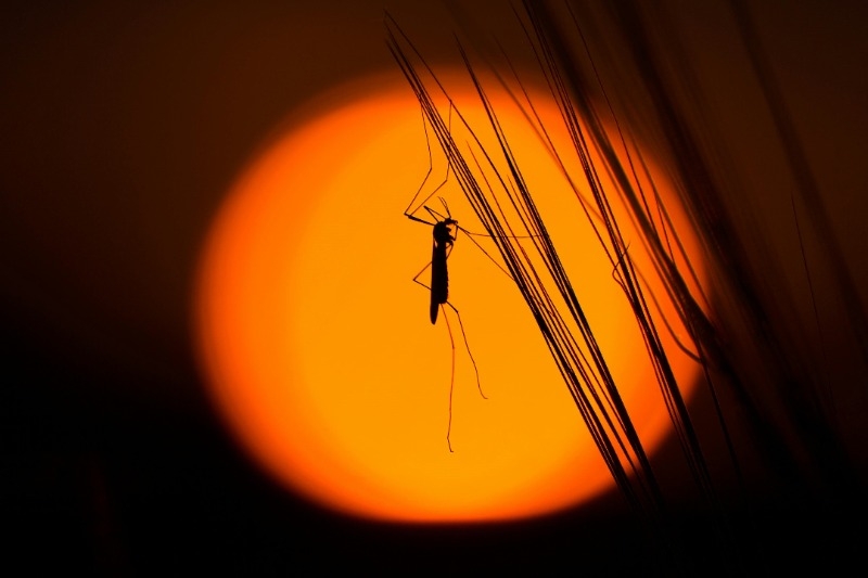 Mosquito hanging on a blade of grass with a large orange and yellow moon behind it
