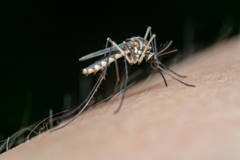 mosquito on someone skin