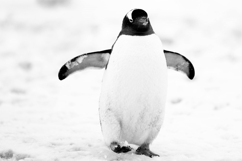 penguin walking in snow