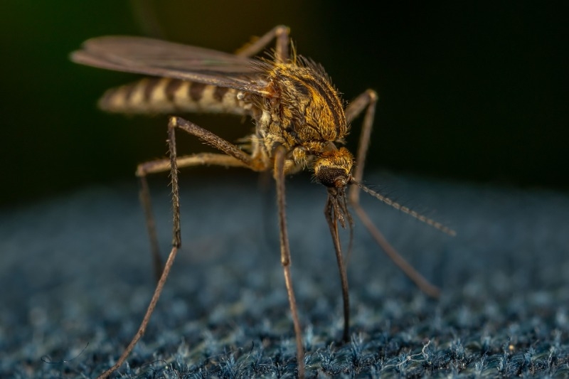 close up of a mosquito