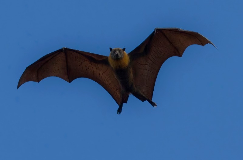 A bat with wings spread open flying against a darker blue background