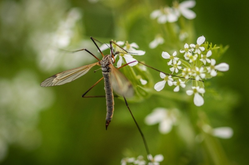 Mosquito on a white flower with green background.